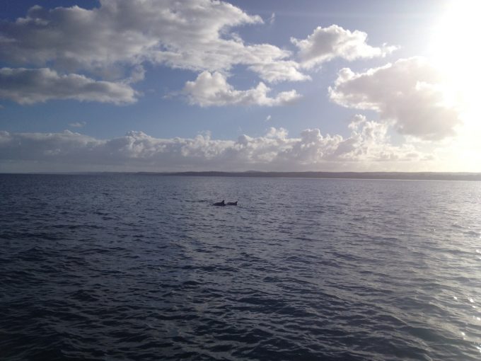 朝日やFraser Islandを眺めながら、ウミガメやイルカの群れ、季節によってはクジラを見る事も出来ます