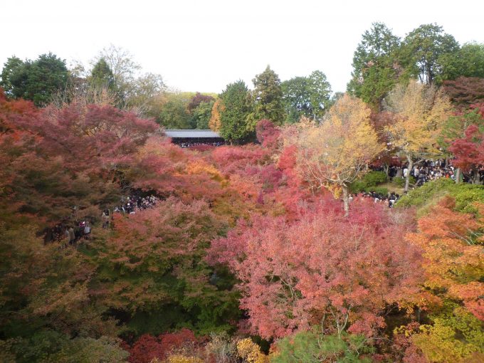 京都の東福寺の紅葉