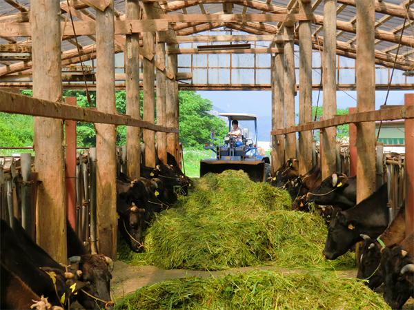 田中牧場の牛は、5代前の血統から徹底管理
