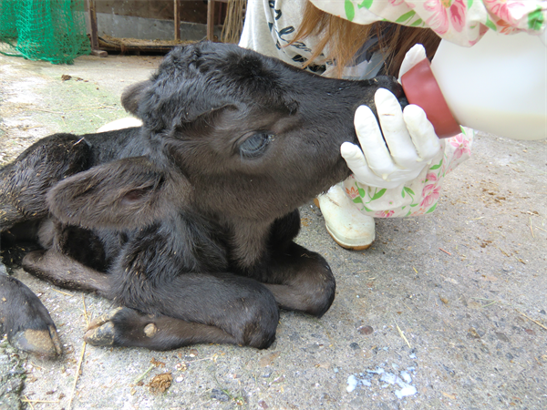 田中牧場の飛騨牛は口の中でとろけるような柔らかさと甘みのある脂が特徴